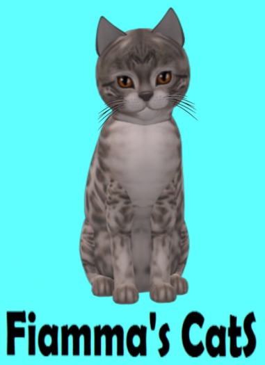 KittyCatS Box - Bengal - Snow