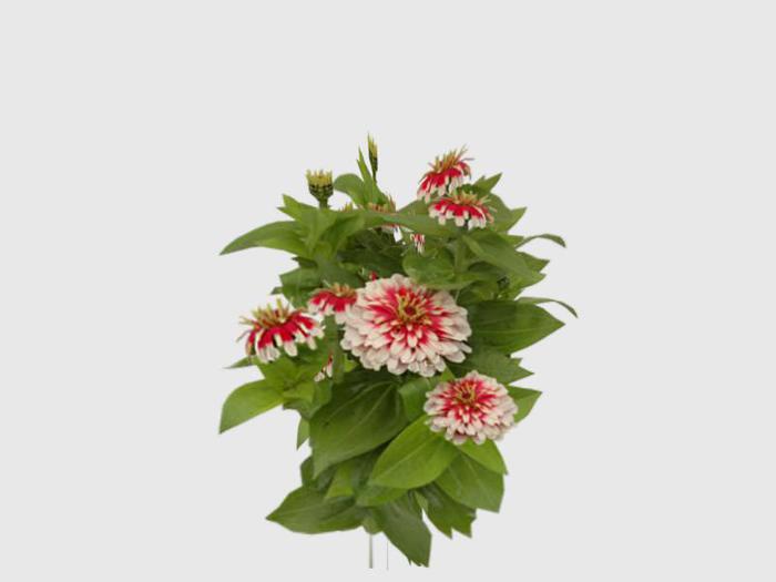 Garden Plant  Copy/Modify