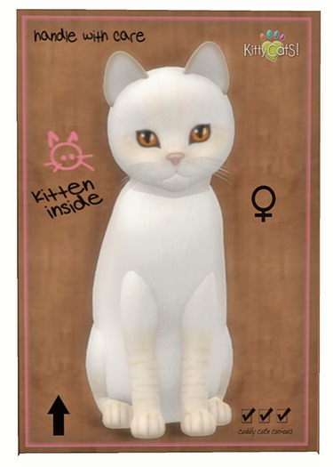 KittyCatS Box - Balinese - Cream Lynx