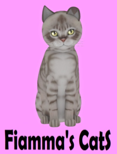 KittyCatS Box - Australian Mist - Blue Marble