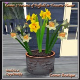 Cosmos 2 Varieties of Daffodil in Teracotta Planter BOX