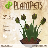 PlantPet Seed [Tulip *Neon Stripe*] rare Release Day 29.06.2015