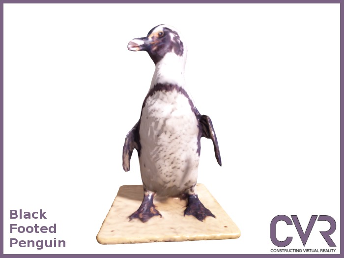 Black Footed Penguin box