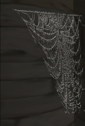 Spiderweb