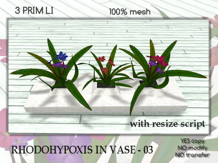RHODOHYPOXIS IN VASE - 03