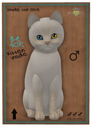 KittyCatS Box - Balinese - Cream Lynx