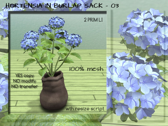 HORTENSIA IN BURLAP SACK - 03