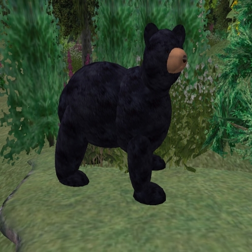 Black Bear Elite Boxed Set