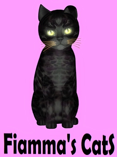 KittyCatS Box - Bengal - Black