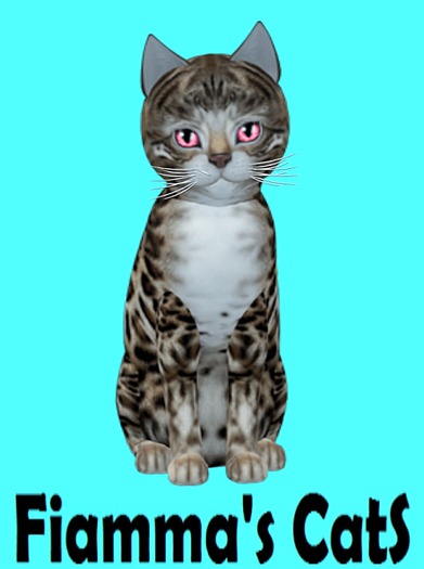 KittyCatS Box - Bengal - Tawny