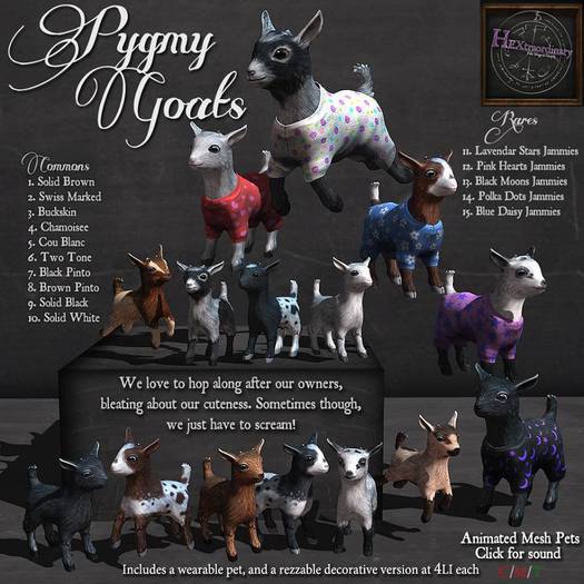 1. *HEXtraordinary* Pygmy Goat - Solid Brown