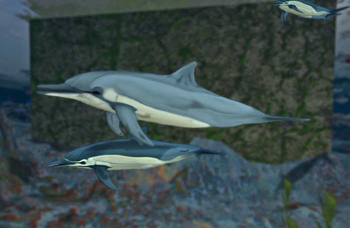  Dolphins Sided Blanc