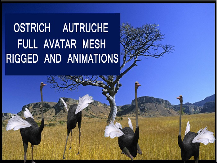 AUTRUCHE-OSTRICH AVATAR