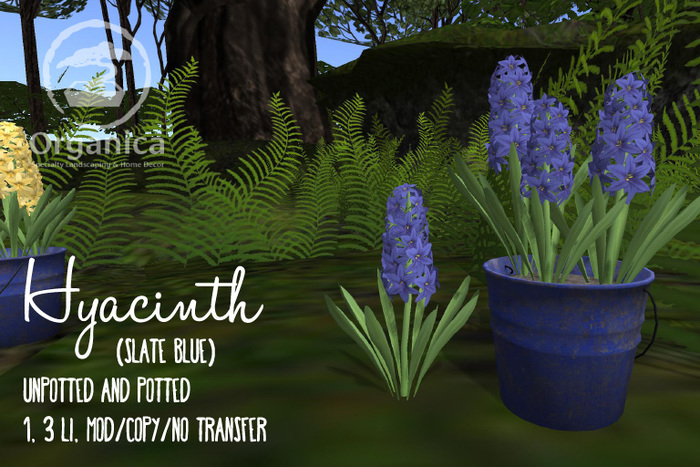 [ Organica ] Hyacinth (Slate Blue)