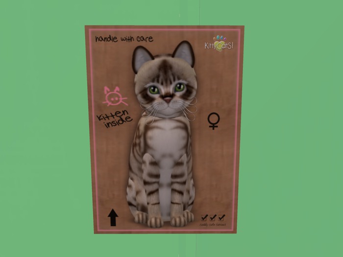KittyCatS Box - Aus. Mist Dark Chocolate