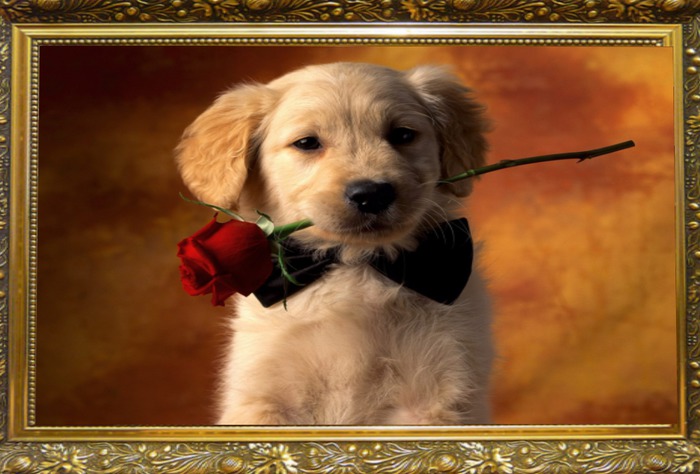 romantic dog