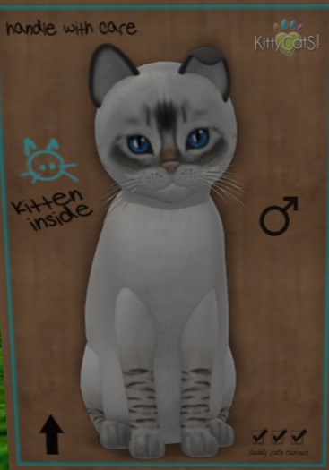 KittyCatS Box - New Born Kitten