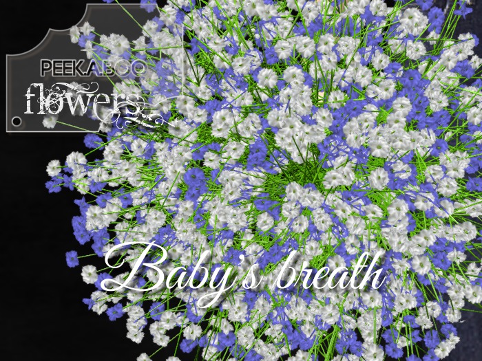 p-a-b baby's breath blue