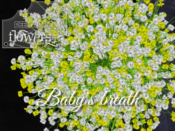 p-a-b baby's breath yellow