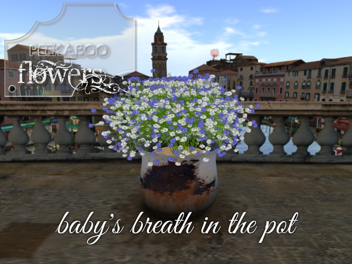 p-a-b baby's breath blue in pot