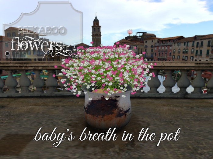 p-a-b baby's breath pink in pot