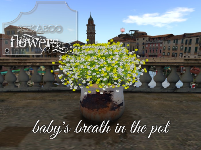 p-a-b baby's breath yellow in pot