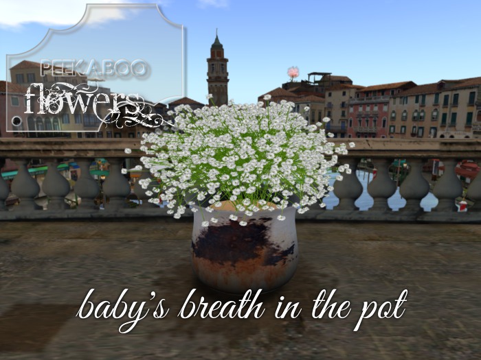 p-a-b baby's breath white in pot