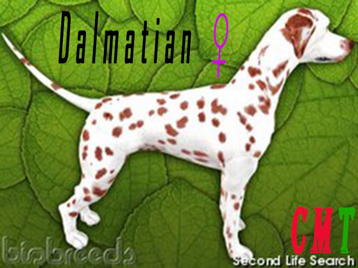 Dalmatian female