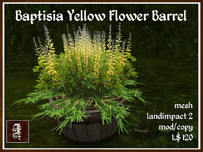 *IOLAIR* Baptisia Yellow Flower Barrel Box