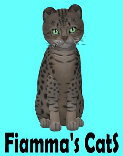 KittyCatS Box - Ocicat - Tawny