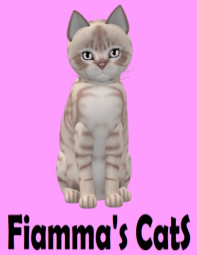 KittyCatS Box - Australian Mist - Lilac Marble