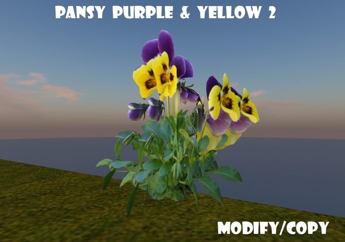 Pansy Purple & Yellow 2 (Flexi)