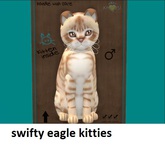 KittyCatS Box - New Born Kitten