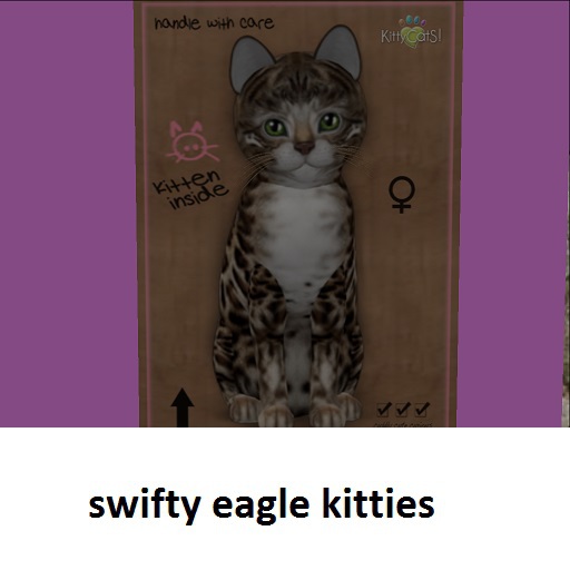 KittyCatS Box - New Born Kitten