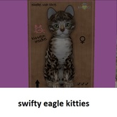 KittyCatS Box - New Born Kitten
