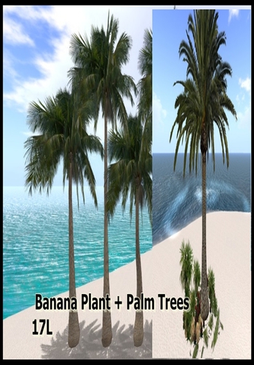 Banana Plant + Palm Trees