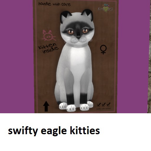 KittyCatS Box - New Born Kitten