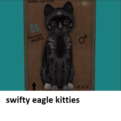 KittyCatS Box - New Born Kitten