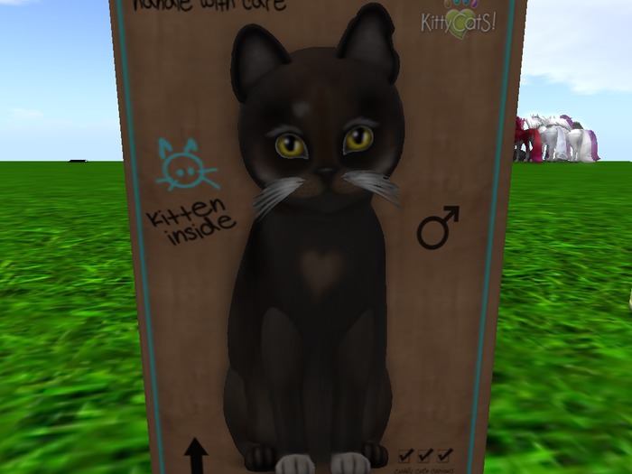 KittyCatS Box - New Born Kitten 45