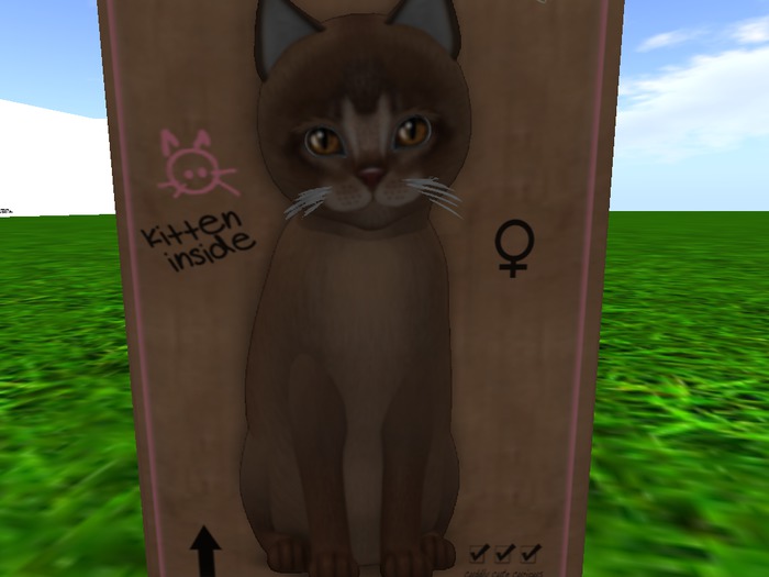 KittyCatS Box - New Born Kitten 1 1