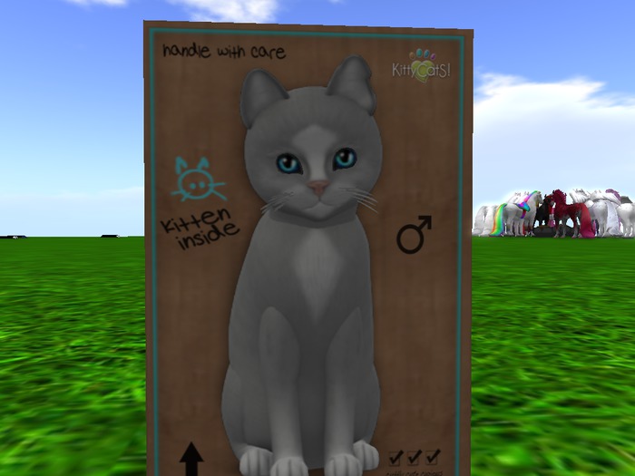 KittyCatS Box - New Born Kitten 2