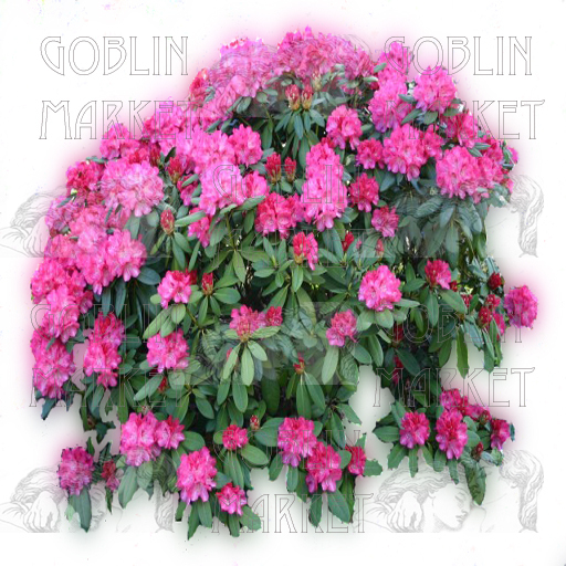 Rhododendrons: Commercial