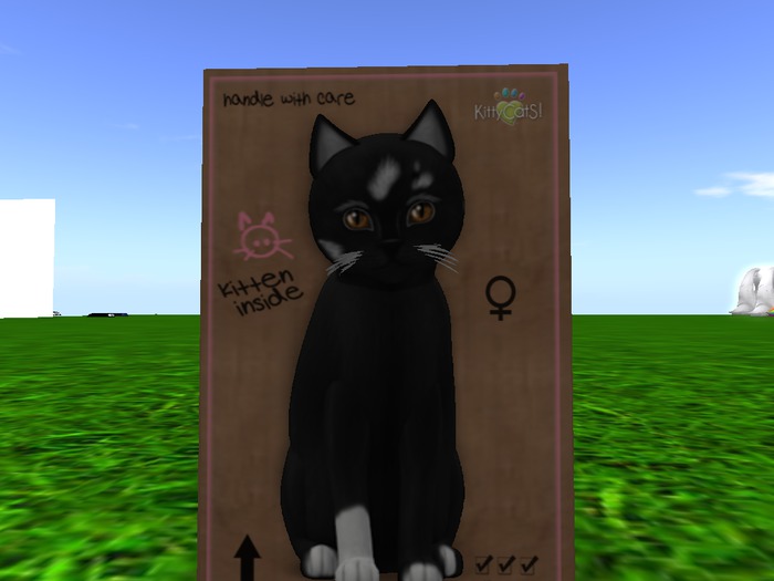 KittyCatS Box - New Born Kitten 