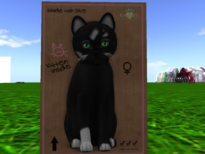 KittyCatS Box - New Born Kitten 3