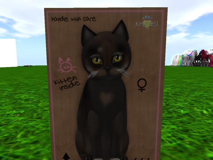 KittyCatS Box - New Born Kitten 2