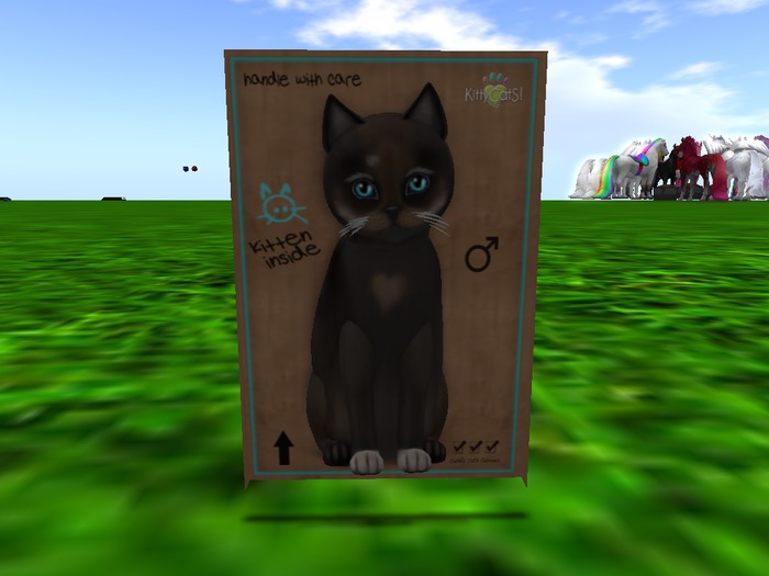 KittyCatS Box - New Born Kitten 