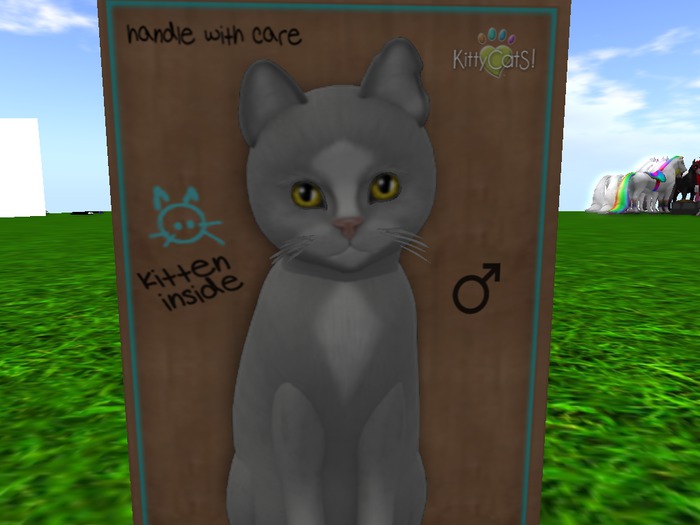 KittyCatS Box - New Born Kitten 5