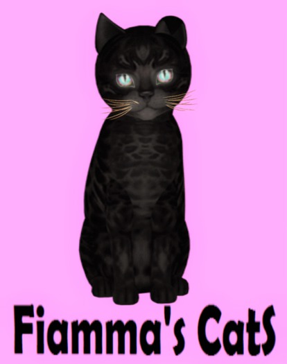 KittyCatS Box - Bengal - Black