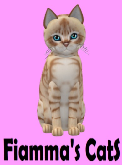 KittyCatS Box - Australian Mist - Light Chocolate Marble