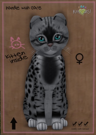 KittyCatS Box - New Born Kitten